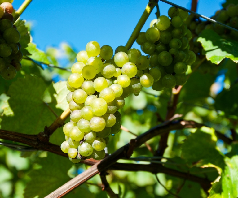 The Vines