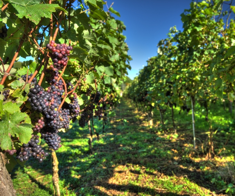 The Vines