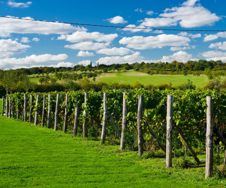 The Vines